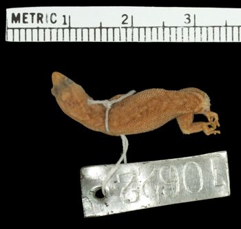 Media type: image;   Herpetology R-10622